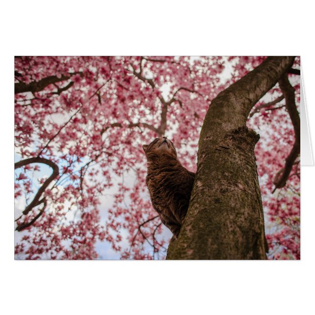 Chat dans l'arbre (Devant horizontal)
