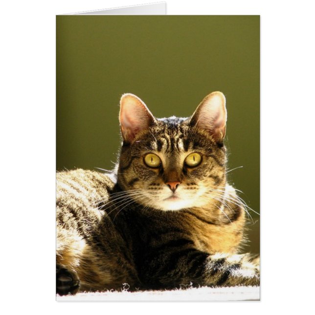 Chat dans le soleil (Devant)