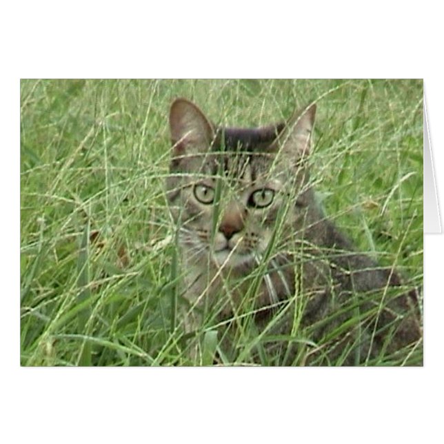 Chat dans l'herbe III (Devant horizontal)