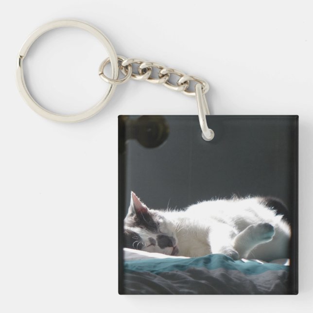 Chat dans Sunspot Ne pas déranger (Devant)
