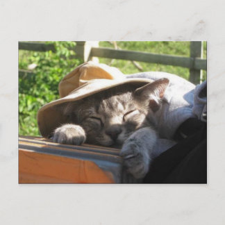 Chat Dans Une Carte Postale Casquette