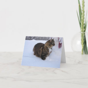 chat de la forêt norvégienne dans la neige
