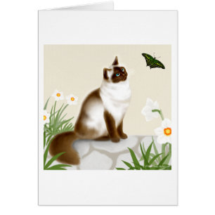 Chat de l'Himalaya curieux