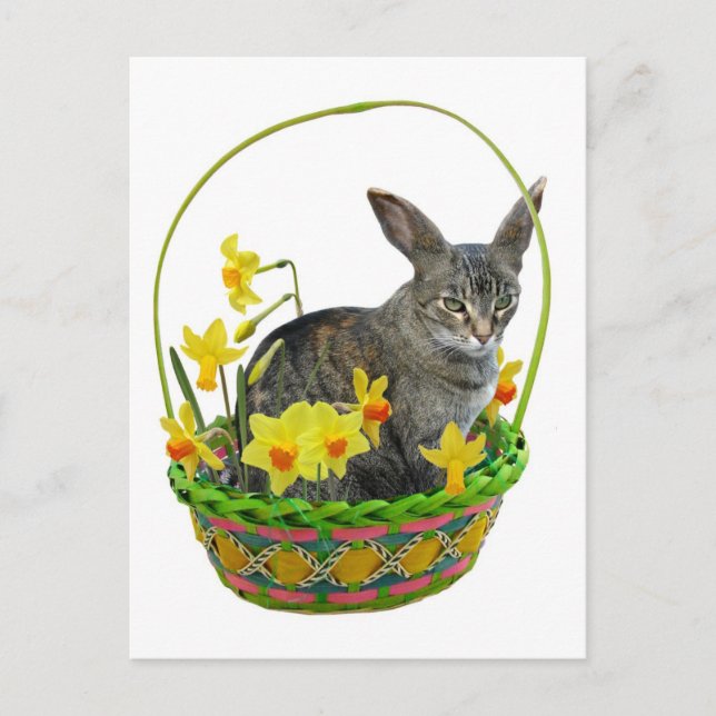 Chat de Pâques en Daffodiques Carte postale (Devant)