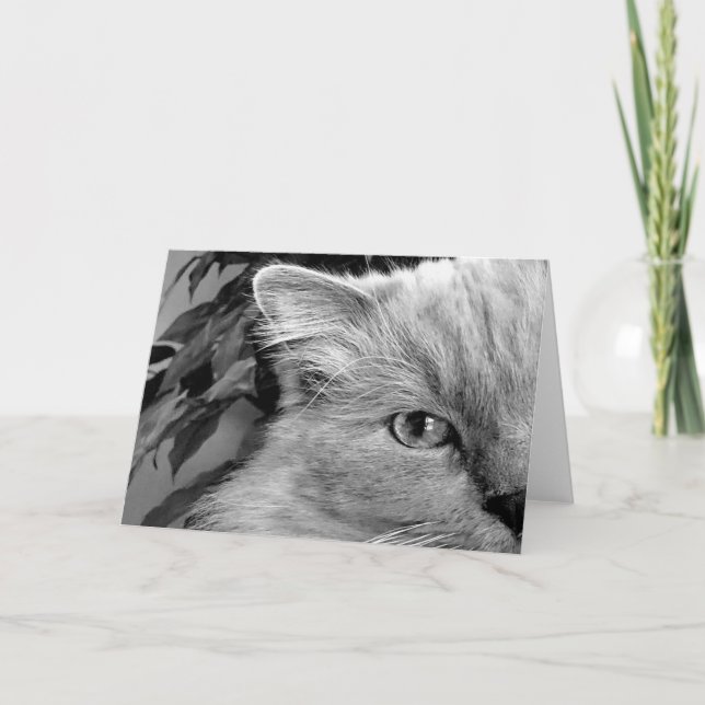 Chat de poupée, carte (Devant)