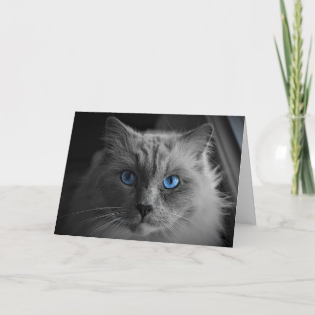 Chat de poupée, carte (Devant)