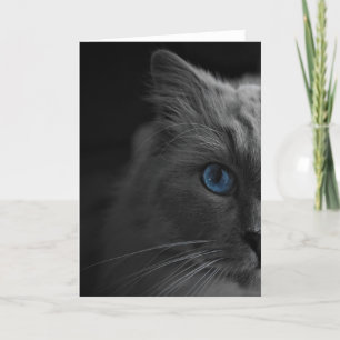 Chat de poupée, carte