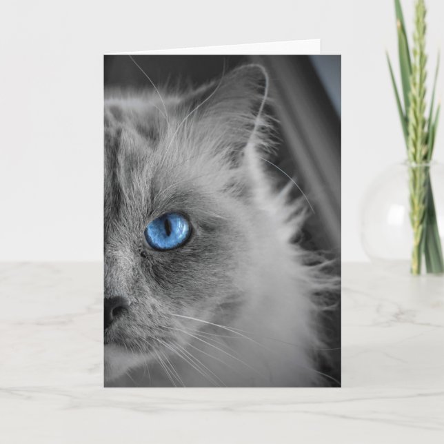 Chat de poupée, carte (Devant)