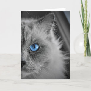Chat de poupée, carte