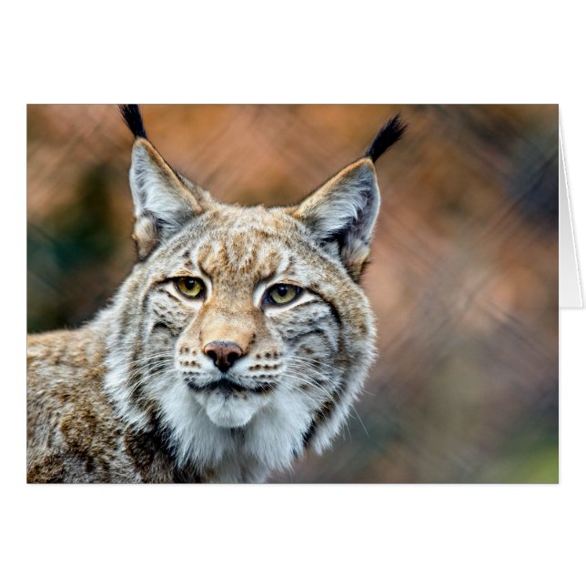 Chat de prédateur de faune de chat sauvage de Lynx (Devant horizontal)