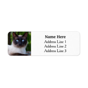 Chat de Siamese avec les yeux bleus Adresse de ret