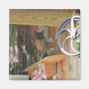 Chat de Siamese Poster de la photo d'animal Magnet