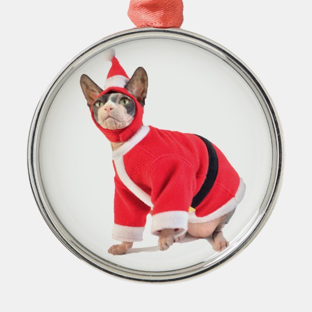 Chat de Sphynx en ornement de costume du père noël (Devant)