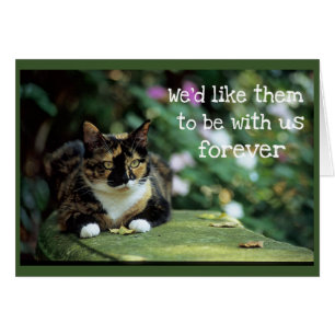 Chat de Tortie sur le banc de jardin - sympathie