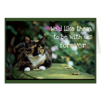 Chat de Tortie sur le banc de jardin - sympathie