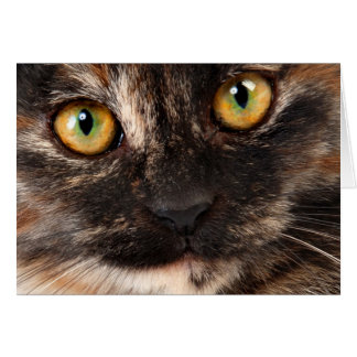 Chat d'écaille
