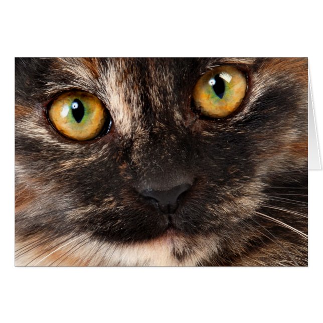 Chat d'écaille (Devant horizontal)