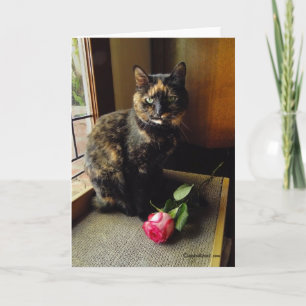 Chat d'écaille et carte de voeux rose