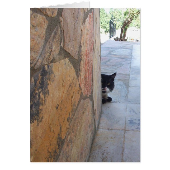 CHAT DÉTECTIF DERRIÈRE LE MUR DE PIERRE (Devant)