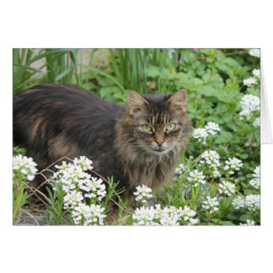 Chat domestique à longue aile
