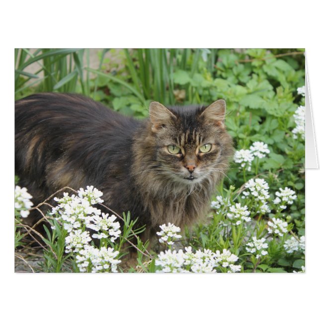 Chat domestique à longue aile (Devant horizontal)