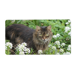 Chat domestique à longue aile