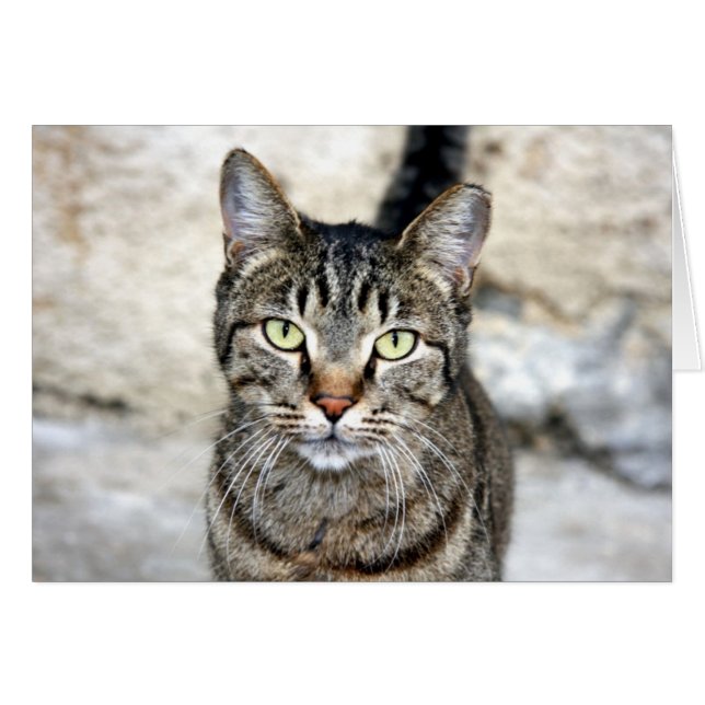 Chat égyptien (Devant horizontal)