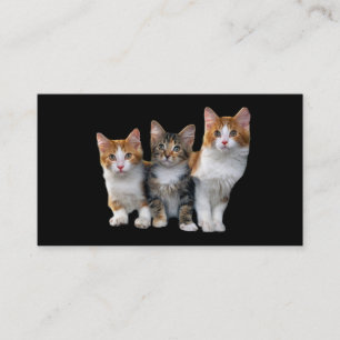 Chat en dehors du carte de visite de boîte