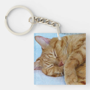 Chat endormi