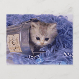 Chat et chaton précieux Cartes photos, Cadeaux, Po