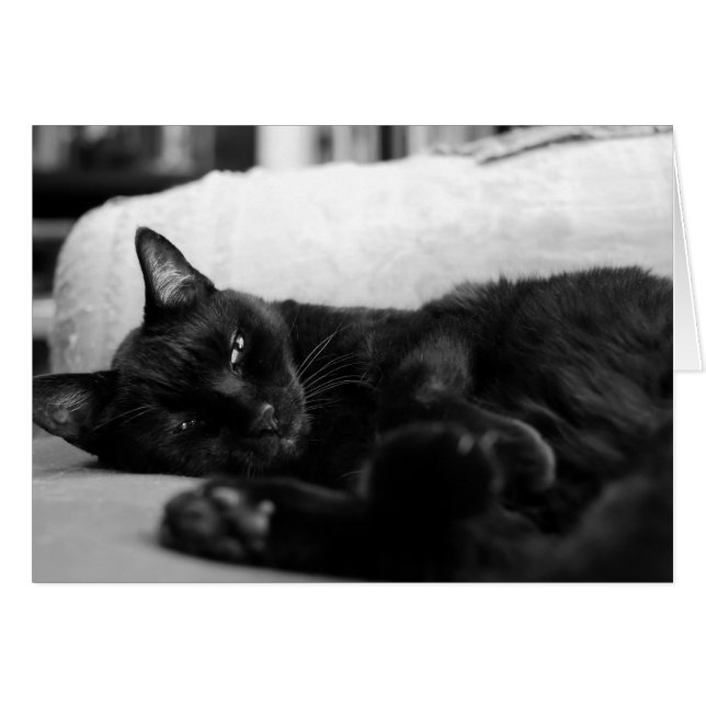 Chat faisant une sieste (Devant horizontal)