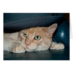 Chat frais de classique