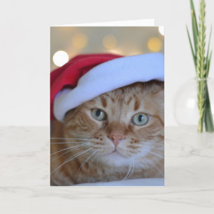 CHAT GINGER CARTE DE NOËL