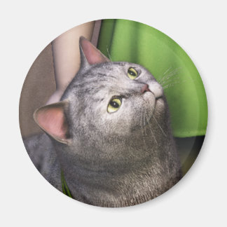 Chat Gris 3 Magnet