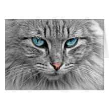 Chat gris avec yeux bleus
