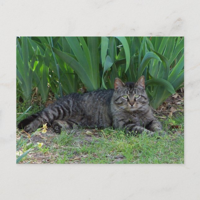 Chat Gris Tabby par Irises Carte Postale (Devant)