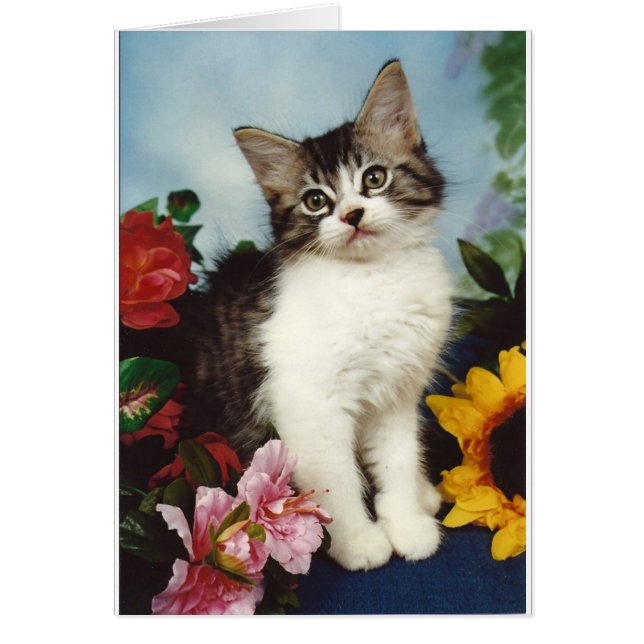 Chat Kitten en Fleurs (Devant)
