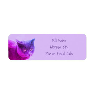 Chat Kitty Violet