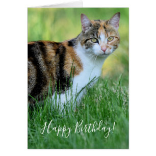 Chat marron et blanc