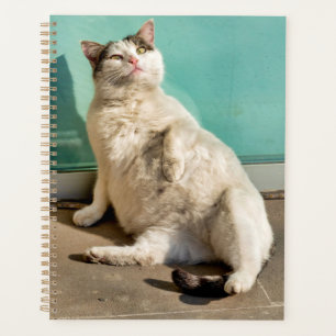 Chat maternel