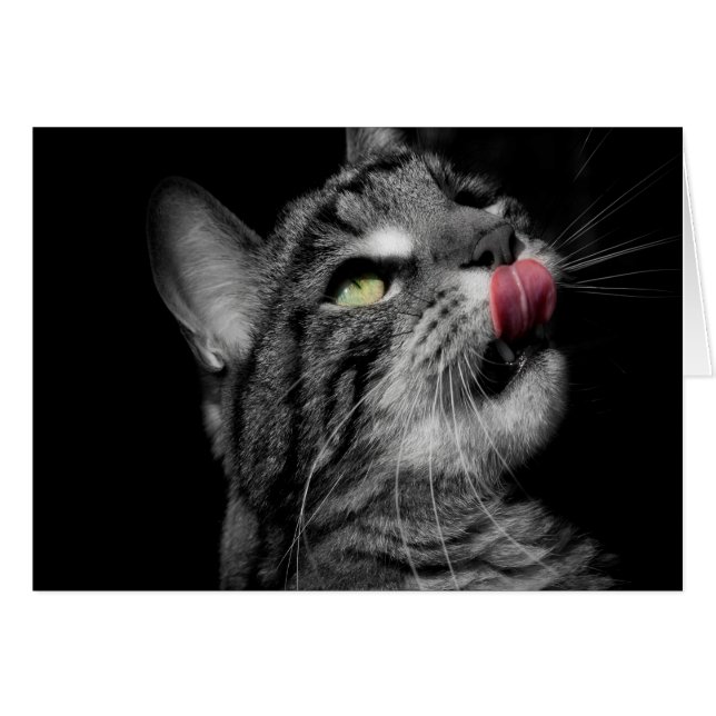 Chat merveilleux (Devant Horizontal)