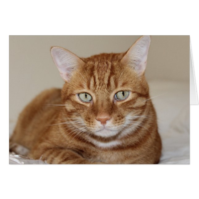 Chat mignon (Devant Horizontal)