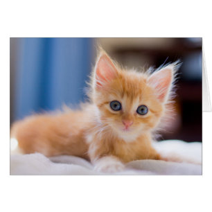 Chat mignon avec des yeux bleus