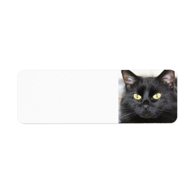Chat noir (Devant)