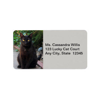 Chat noir en attente de Étiquettes de adresse