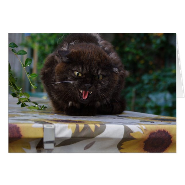 Chat noir en colère (Devant horizontal)