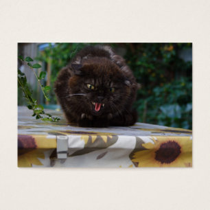 Chat noir en colère