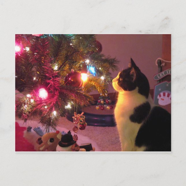 Chat noir et blanc avec carte postale Arbre de Noë (Devant)