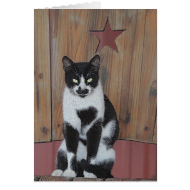 Chat noir et blanc de l'étoile - sur la chaise en (Devant)