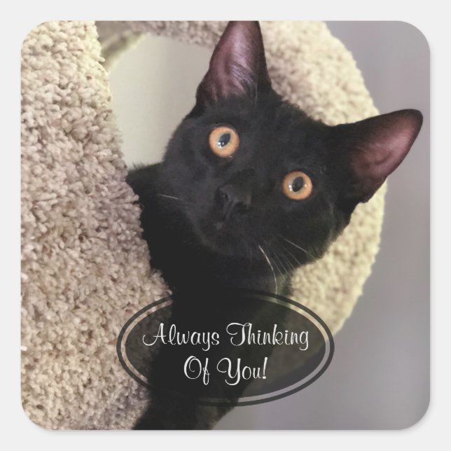 Chat Noir Penser De Vous Stickers (Devant)